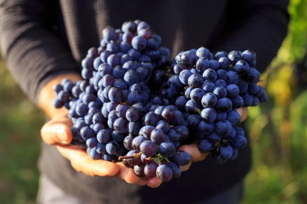Vineyard Workers Seasonal Labor