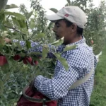 Agricultural Worker Peach Farm
