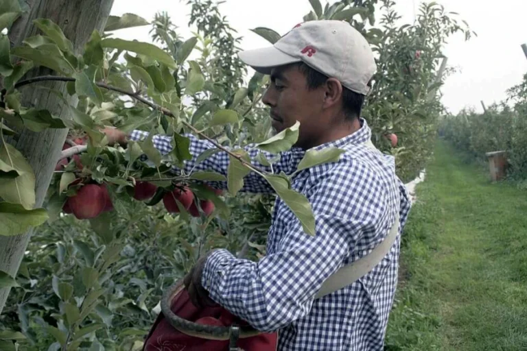 Agricultural Worker Peach Farm