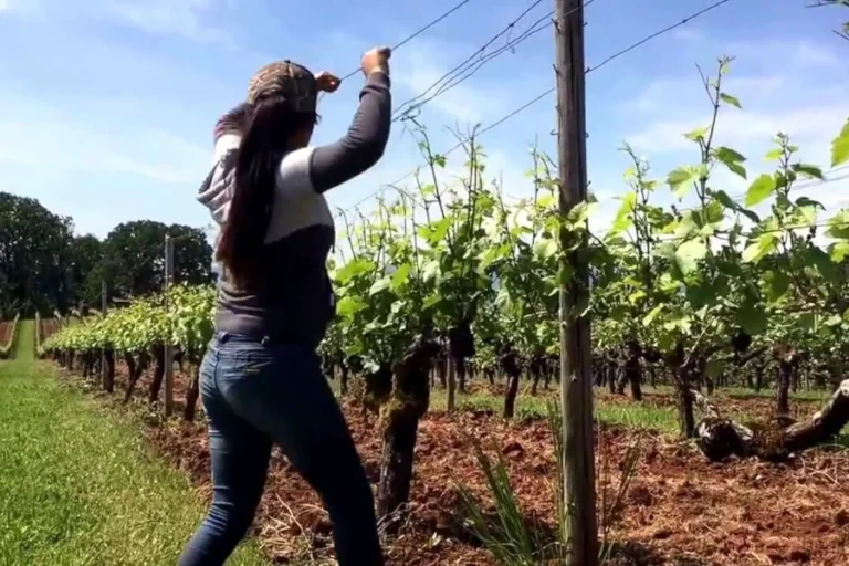 Guest Workers Immigrant Laborers Farms