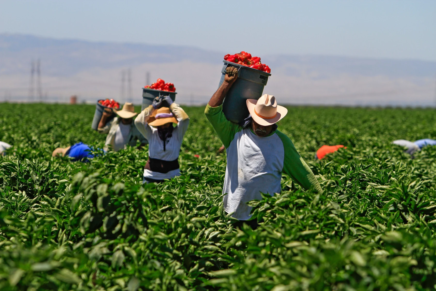 How to Hire Legal Non immigrant Labor