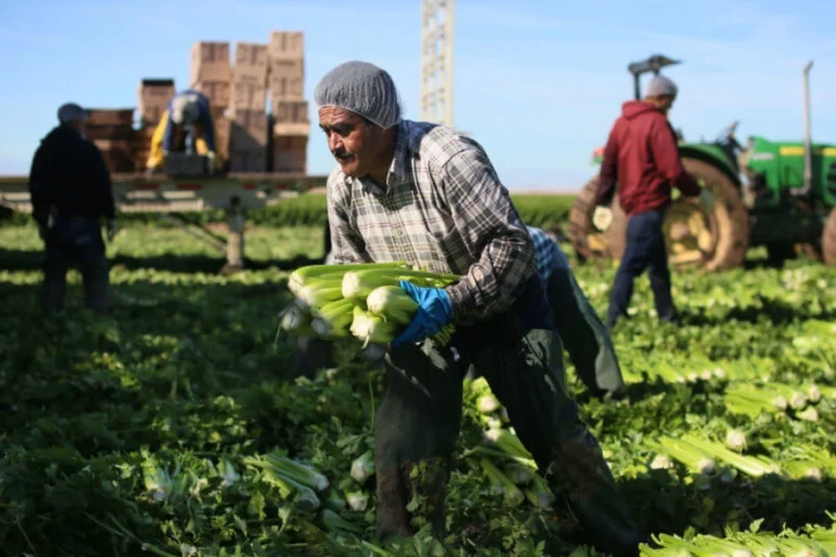 Immigrant Workers Farm Laborers
