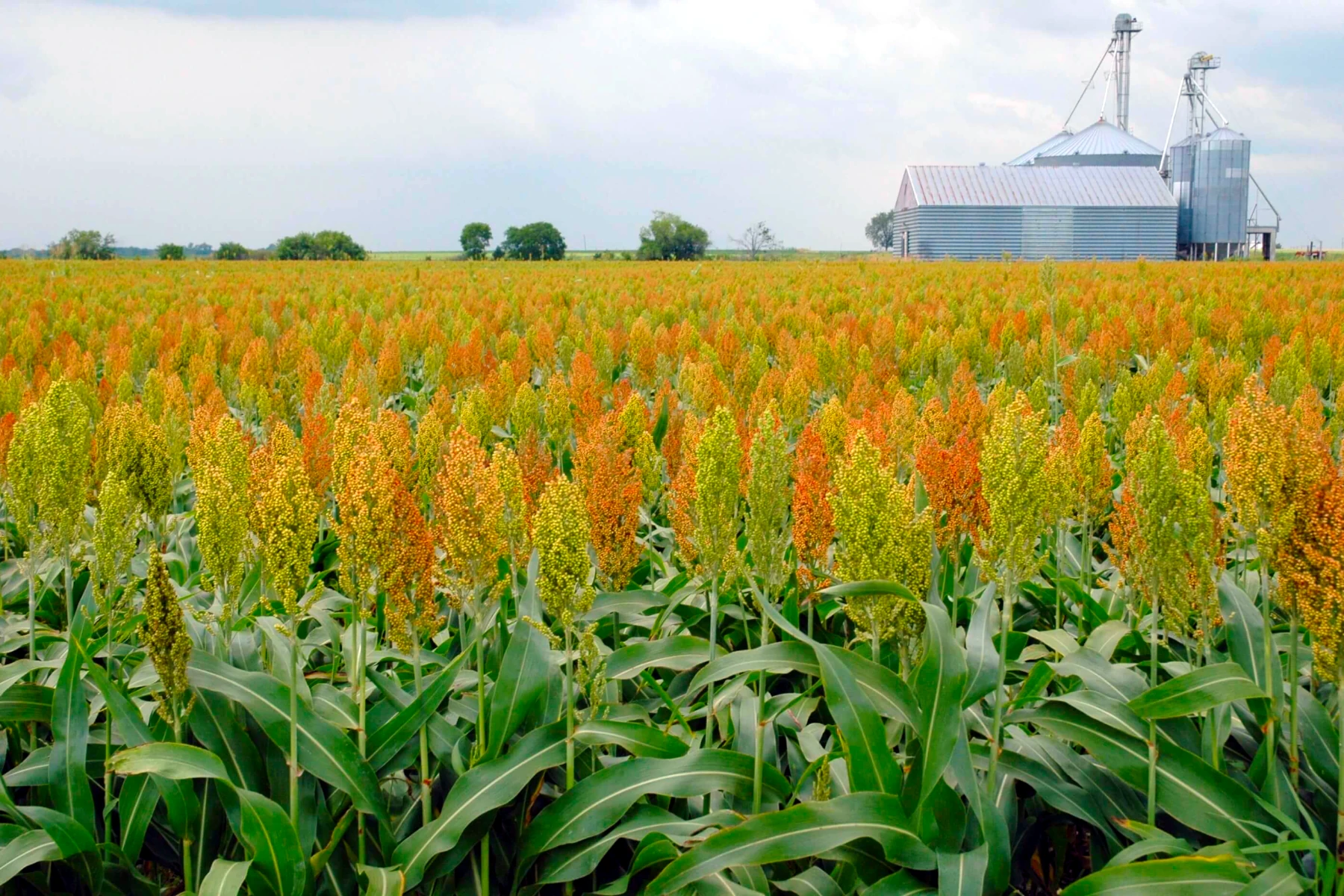 West Texas Agricultural Employer Program